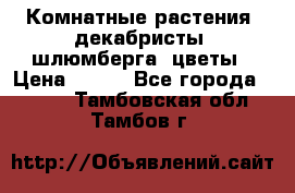 Комнатные растения, декабристы (шлюмберга) цветы › Цена ­ 300 - Все города  »    . Тамбовская обл.,Тамбов г.